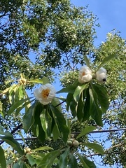 Franklinia