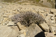 Lignocarpa carnosula