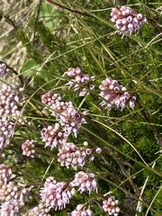 Erica spiculifolia