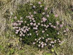 Erica spiculifolia