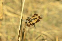 Rhyothemis variegata