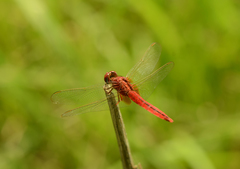 Crocothemis servilia