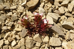 Epilobium pycnostachyum