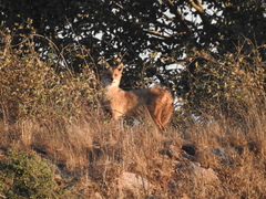 Canis aureus syriacus