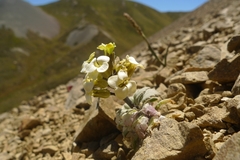 Notothlaspi rosulatum