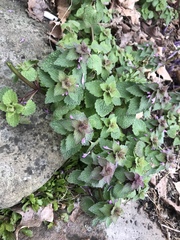 Lamium purpureum purpureum