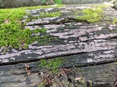 Hypoxylon vogesiacum