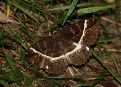 Erebus terminitincta