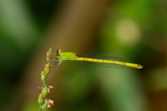 Agriocnemis kalinga