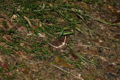 Erebus terminitincta