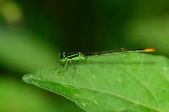 Agriocnemis kalinga
