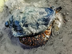 Cymbiola nobilis