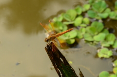Brachythemis contaminata