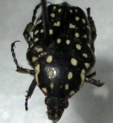 Oxythyrea testaceoguttata