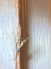 Caloptilia umbratella