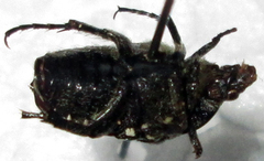 Oxythyrea testaceoguttata