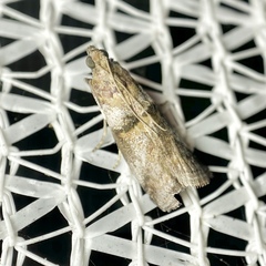 Conobathra hemichlaena