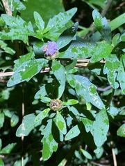 Centratherum riparium