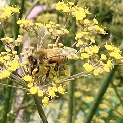 Apis mellifera