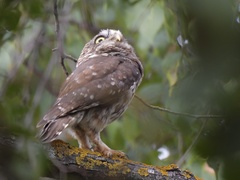 Athene noctua indigena