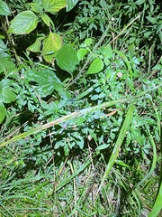 Centratherum riparium