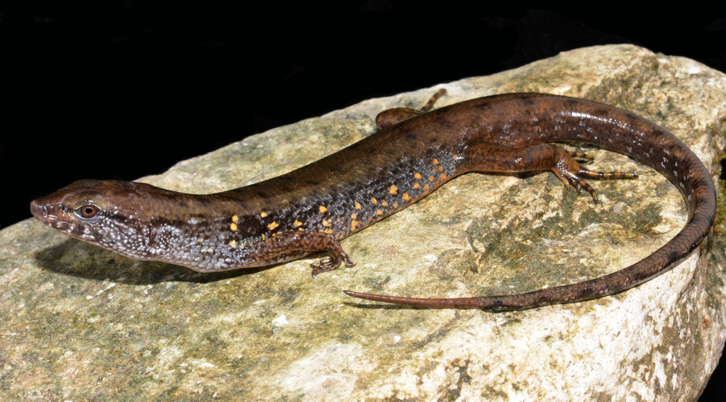 Baleh Water Skink