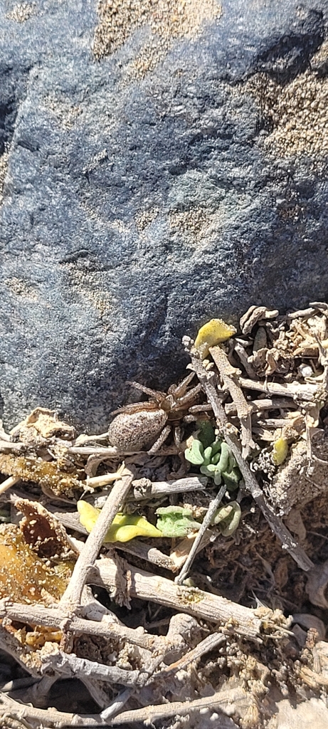 Cybaeodamus lycosoides