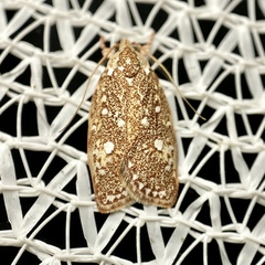 Euchaetis metallota