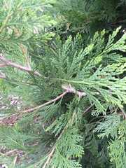 Calocedrus decurrens
