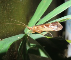 Limnephilus marmoratus