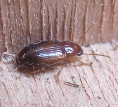 Bradycellus verbasci