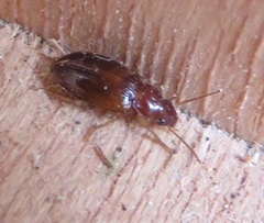 Bradycellus verbasci