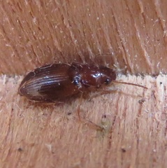 Bradycellus verbasci