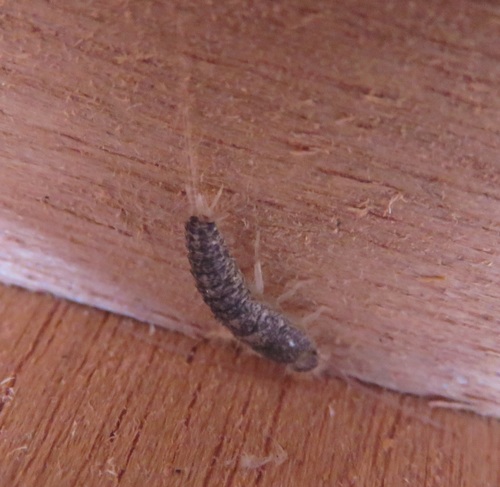 Long-tailed Silverfish, Amsterdam-Noord, Amsterdam, Netherlands, photo 3 of 10