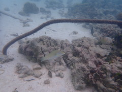 Halichoeres chloropterus