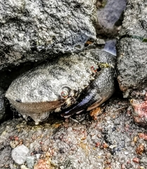 Myomenippe hardwickii