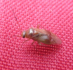Pinalitus cervinus