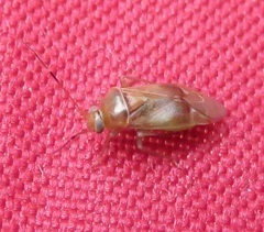 Pinalitus cervinus