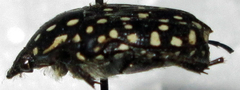 Oxythyrea testaceoguttata