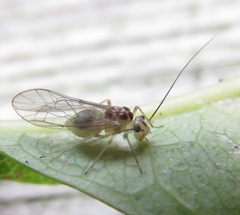 Stenopsocus immaculatus