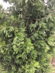 Calocedrus decurrens