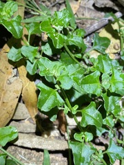 Chenopodium robertianum
