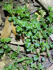 Chenopodium robertianum