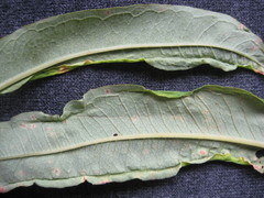 Dasineura kiefferiana