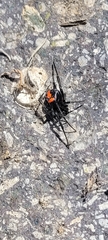 Latrodectus thoracicus