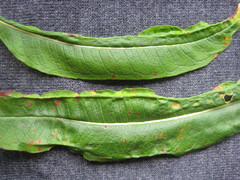 Dasineura kiefferiana