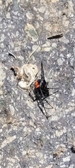 Latrodectus thoracicus
