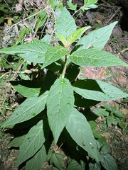 Solanum stelligerum
