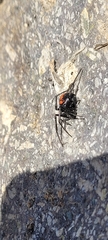Latrodectus thoracicus