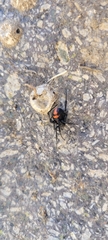 Latrodectus thoracicus